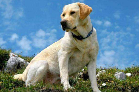 不养拉布拉多的理由-很美的