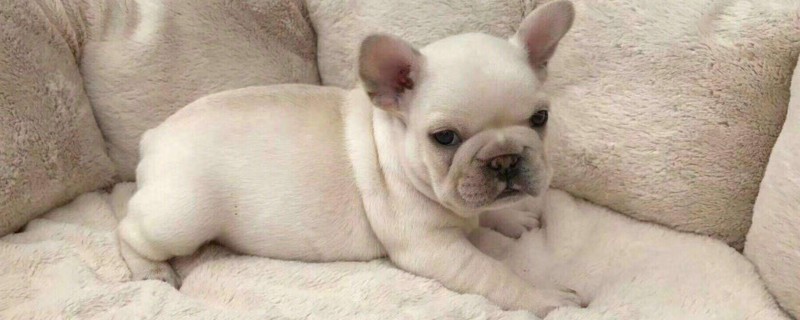 法斗和英斗的区别