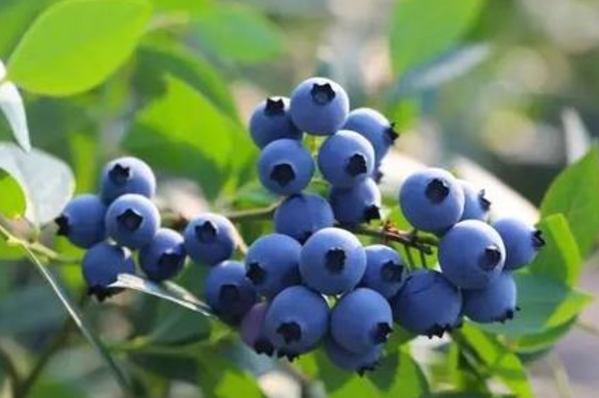 蓝莓是什么季节的水果