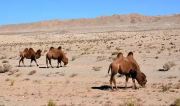 野骆驼种群在中国哪里(野骆驼数量)-很美的