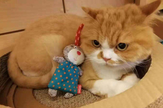 串串猫是什么品种