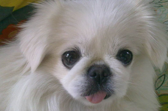 给宠物狗起名字