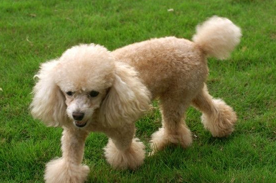 贵宾犬好养吗-很美的