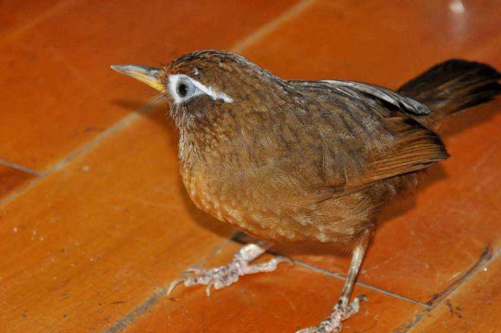 画眉鸟怎么饲养-很美的