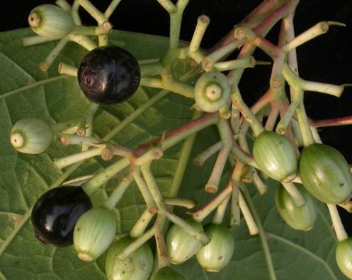 八角枫的功效与作用及禁忌-很美的