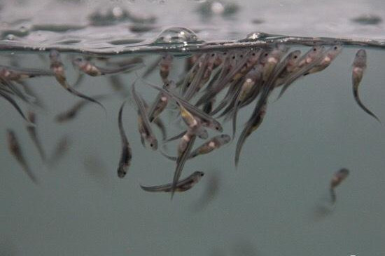 刚出生的小鱼吃什么