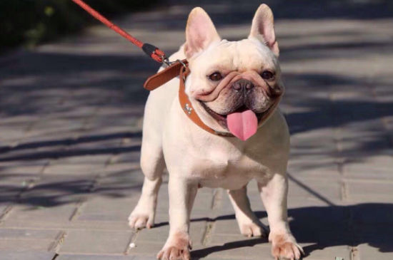 法斗犬的优缺点