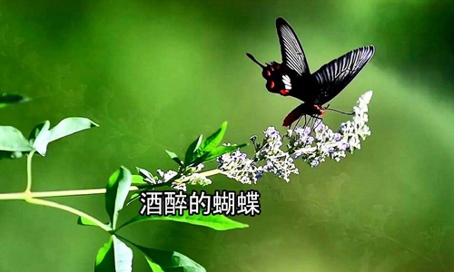 2020抖音最火歌曲大盘点，最好听的爆红流行歌曲前十名