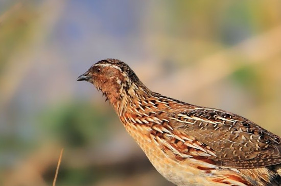 鹌鹑吃什么食物-很美的